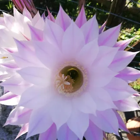 Daire La Rosa Rossa *