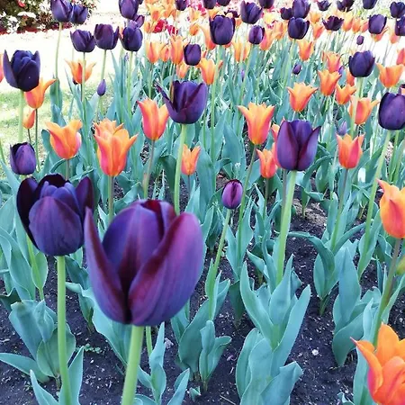 La Rosa Rossa * Cambiasca