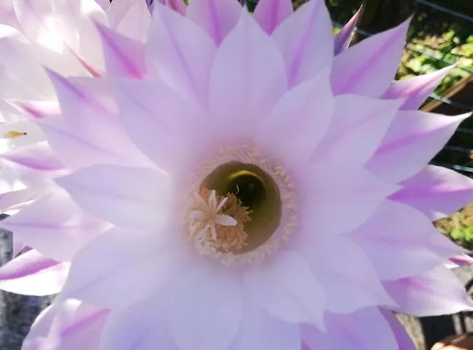 Appartement La Rosa Rossa *